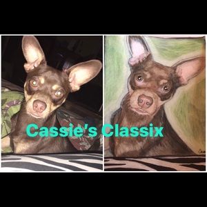 Chihuahua pet portrait